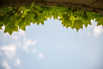 Obraz premium arco de piedra con hojas verdes precioso