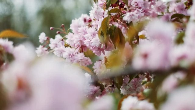 Beautiful spring pink flowers on branch. Amazing nature background. Blooming pink cherry branch swinging on the wind. Colorful sakura petals with green leaves. Seasonal blossom in garden.