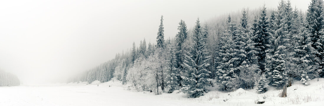 Winter white forest panorama with snow, Christmas background