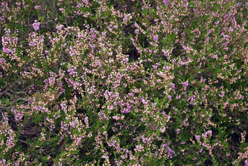 Heideblüte