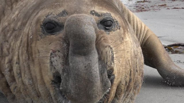 Male Southern Elephant Seal suddenly attacks the photographer on Sea Lion Island, Falkland Islands