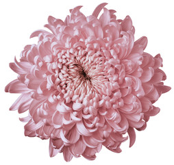 Light pink flower chrysanthemum isolated on white background. For design. Clearer focus. Closeup. Nature.