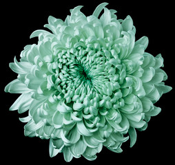 turquoise flower chrysanthemum isolated on black background. For design. Clearer focus. Closeup. Nature.