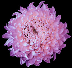 pink-purple flower chrysanthemum isolated on black background. For design. Clearer focus. Closeup. Nature.