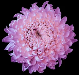 Foto op Canvas pink-purple flower chrysanthemum isolated on black background. For design. Clearer focus. Closeup. Nature. © nadezhda F