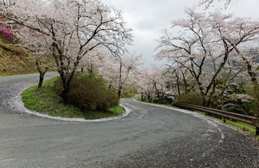 Fototapeta na wymiar Amazing sakura (cherry) blossoms by the hairpin turn of a curvy highway in Miyasumi Park, Okayama, Japan ~ Beautiful spring scenery of sakura namiki (archway of cherry trees) in Japanese countryside