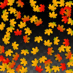 Fototapeta premium September Vector Background with Golden Falling Leaves. Autumn Illustration with Maple Red, Orange, Yellow Foliage. Isolated Leaf on Transparent Background. Bright Swirl. Suitable for Posters.