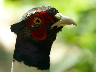 Pheasant