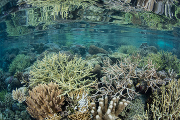 Healthy Coral Reef in Raja Ampat, Indonesia