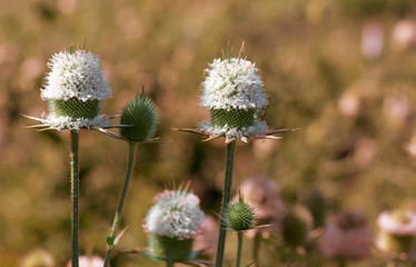 Ordinary white diesel flower