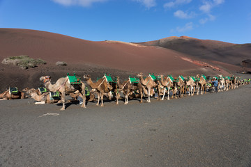 Camels wait for tourists at Timanfaya national park in Lanzarote . Canary Islands. Spain