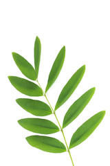 Siamese senna Leaf Close up