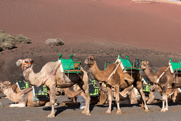 Camels wait for tourists at Timanfaya national park in Lanzarote . Canary Islands. Spain
