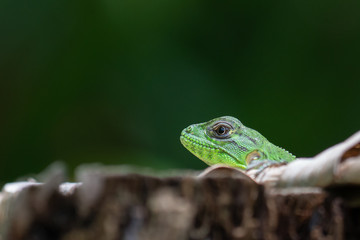 Green Lizard on a Tree Costa Rica