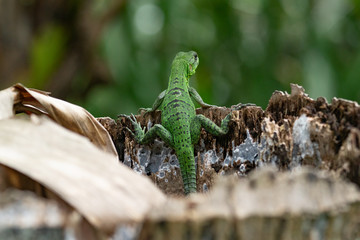 Green Lizard on a Tree Costa Rica
