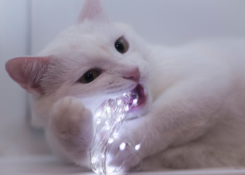 white cat nibbles a glowing garland