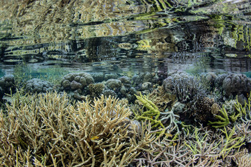 Fragile Corals Reflected in Surface of Raja Ampat