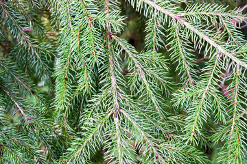 branch green spruce background and texture for Christmas