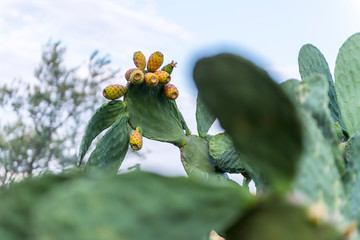 CHUMBERA OPUNTIA FICUS INDICA