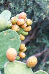 CHUMBERA OPUNTIA FICUS INDICA