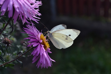 Cabbage butterfly on the purple flower