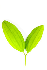 Leaf Cinnamon Close up