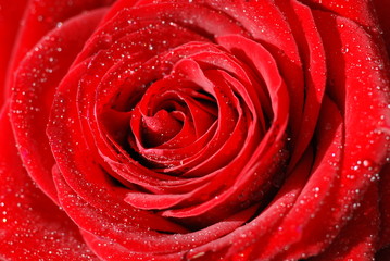 Rote Rose