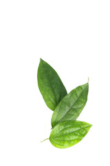 Obraz premium Bai-ya-nang Close up