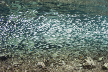 Schooling Silversides in Shallows of Raja Ampat