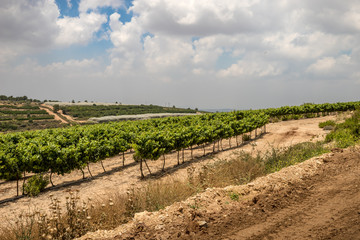 Fototapeta na wymiar Vineyards along Way of the Patriarchs. Israel