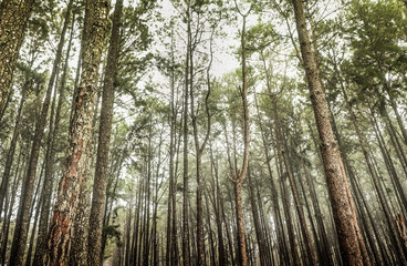 Panoramic View Inside Coniferous , A Route through Pine Forest