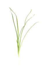 Garlic chives Close up