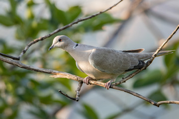 Turtledove with a beautiful red eye sitting on a branch. Portrait.