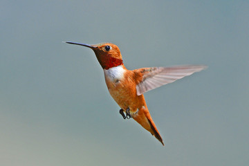 Humming Bird in Gila New Mexico © Paul