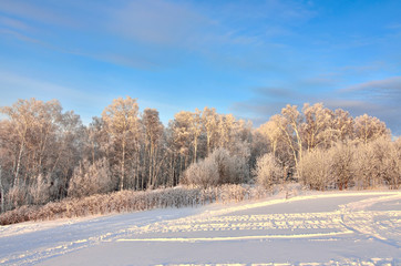 Pink twilight in the winter forest - beautiful winter landscape