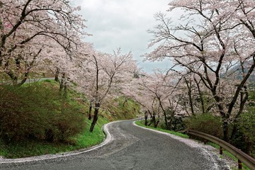 A curvy highway winding up the hill of amazing sakura ( cherry ) blossoms in Miyasumi Park, Okayama, Japan ~ Beautiful spring scenery of sakura namiki (archway of cherry trees) in Japanese countryside