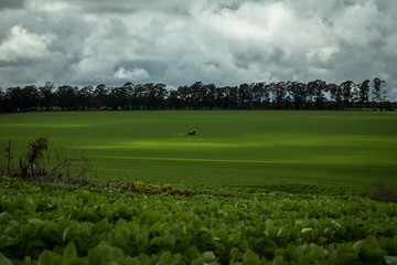 Pulverização de herbicida em plantações onde havia o cerrado nativo