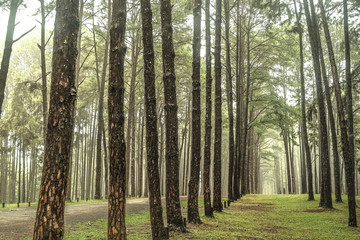 Road through the Pine Forest , View of pine trees in the coniferous forest