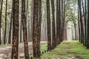 Road through the Pine Forest , View of pine trees in the coniferous forest