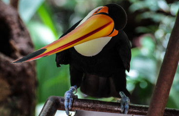 Tukan auf einem Ast mit schrägen gestelltem Kopf © AventuraSur