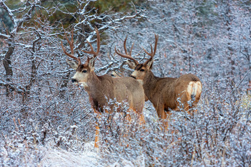 Winter Bucks