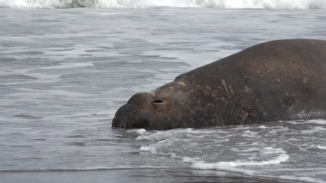 Male Southern elephant seal rests in the surf on Sea Lion Island, Falkland Islands