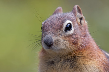 Naklejka premium Squirrel close-up