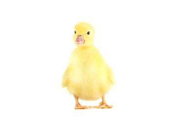 Little yellow duckling on white background