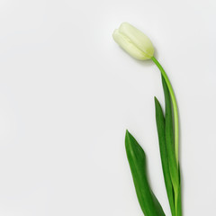 One white tulip flower on white background. Blooning white tulip.