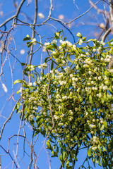 Mistletoe on a tree. Medicinal plant. Alternative medicine.