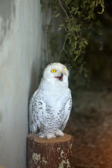 Polar owl sitting on a stump