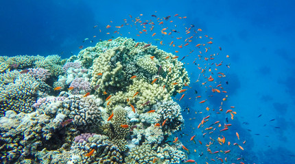 Naklejka na ściany i meble bunte Fische am Korallenriff im Roten Meer