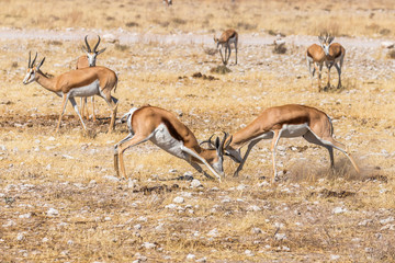 Two male springbok ( Antidorcas Marsupialis) fighting, Etosha National Park, Namibia.