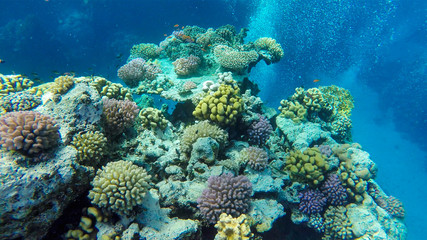 Naklejka na ściany i meble Korallenriff im Roten Meer